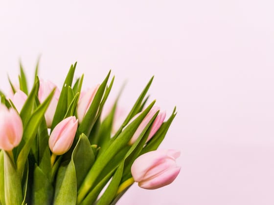 Roza tulipani od blizu