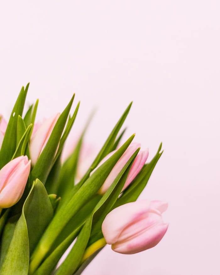 Roza tulipani od blizu